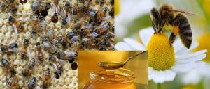 Las abejas y la miel