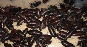 cucarachas