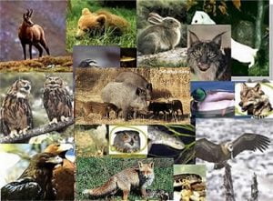 fauna_iberica_composicion
