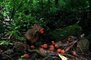 ziegler_agouti_with_seed