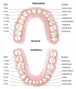 dientes-permanentes