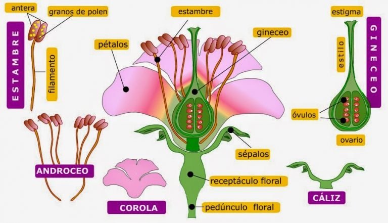 estambre,corola ,flor,partes,pistilo,polen,óvulos,