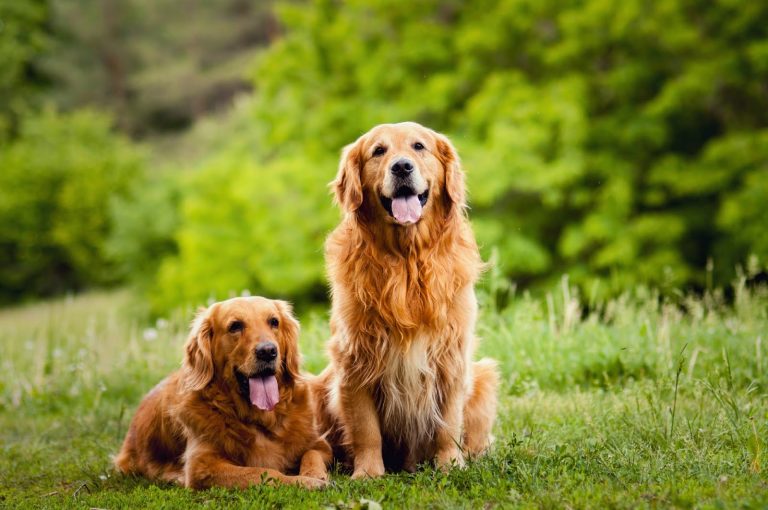 golden-retriever