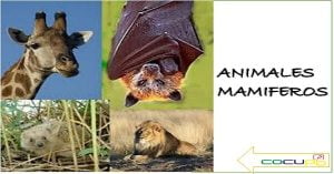 como se clasifican los animales mamiferos