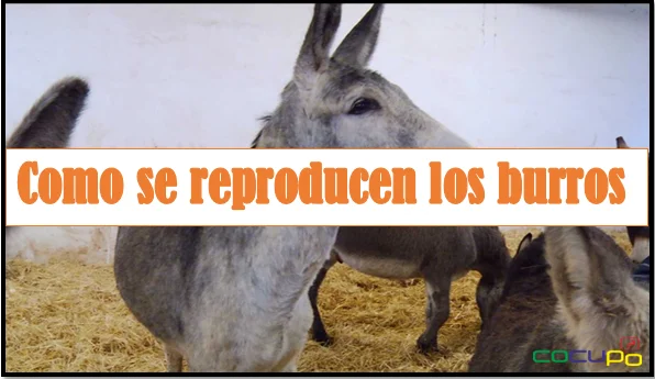 como se reproducen los burros