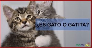 Como saber si un gato es hembra o macho cuando son bebes