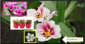 Cuales son las caracteristicas de los cultivos ornamentales